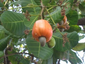 Koh_Phayam-Cashew-Fruit-Nut-300x225